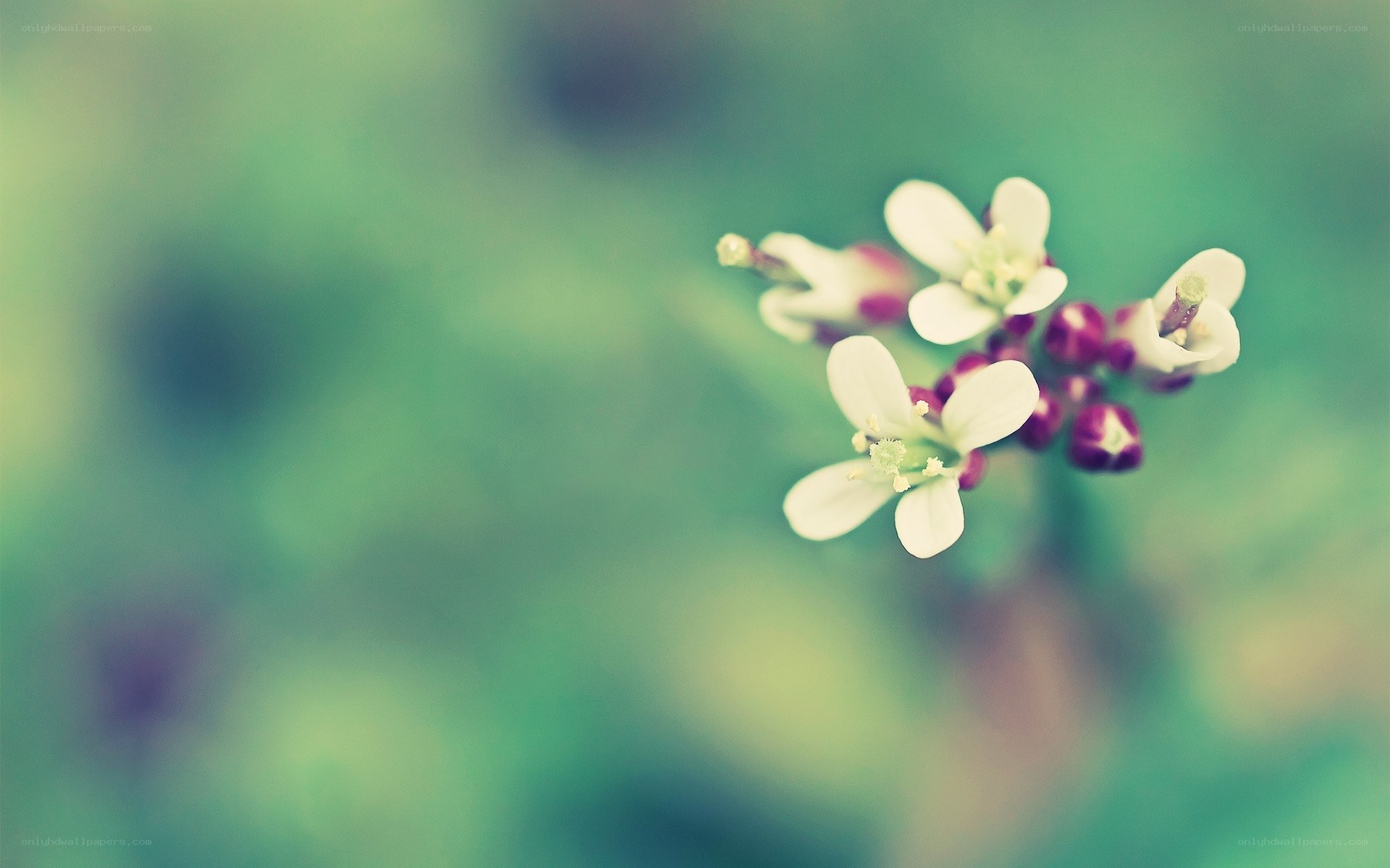 White flowers on green background