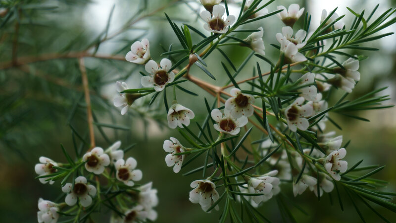 White Flowers on Green Branch — Calm