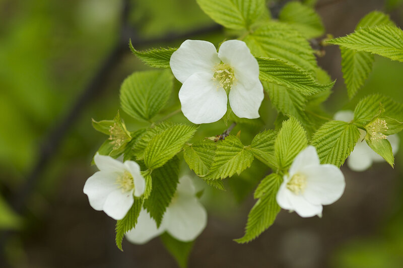 White Flowers on Green Branch — Serene