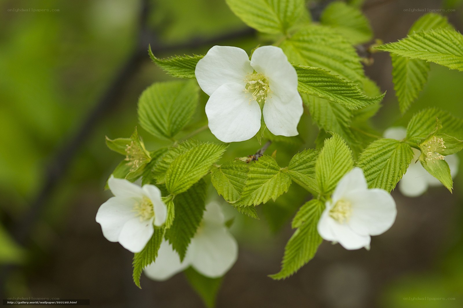White flowers on green branch