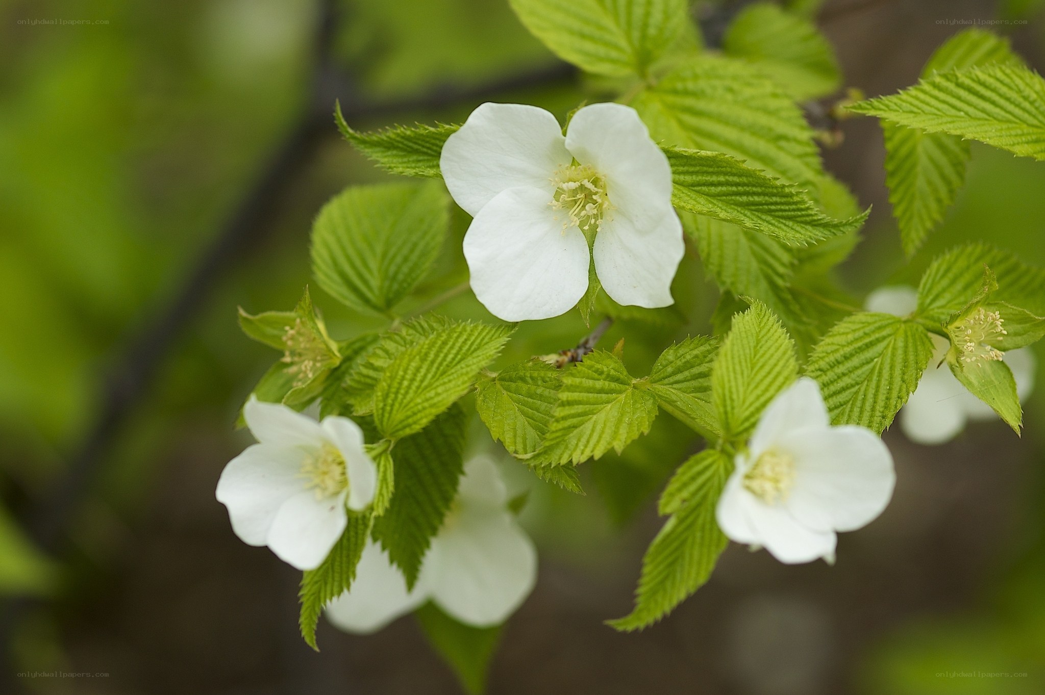 White flowers on green branches