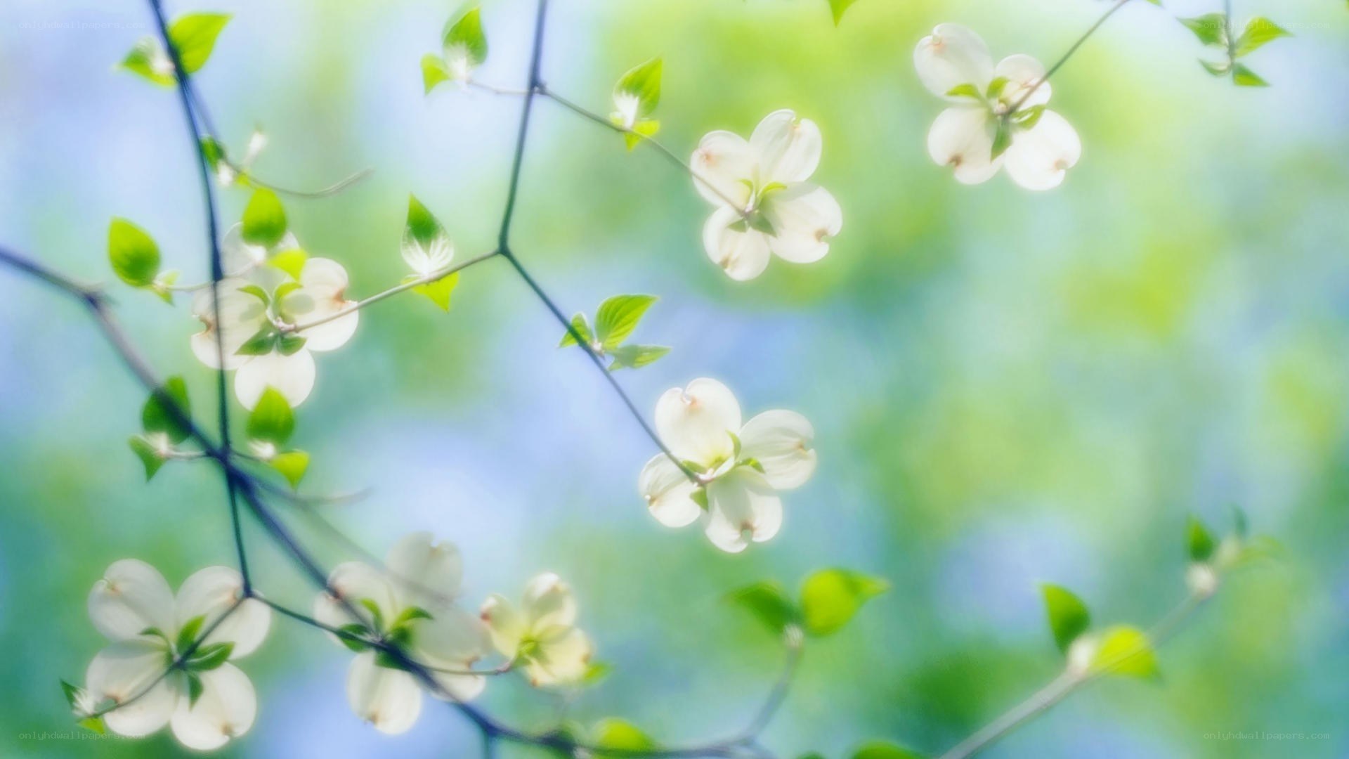 White flowers on green branches