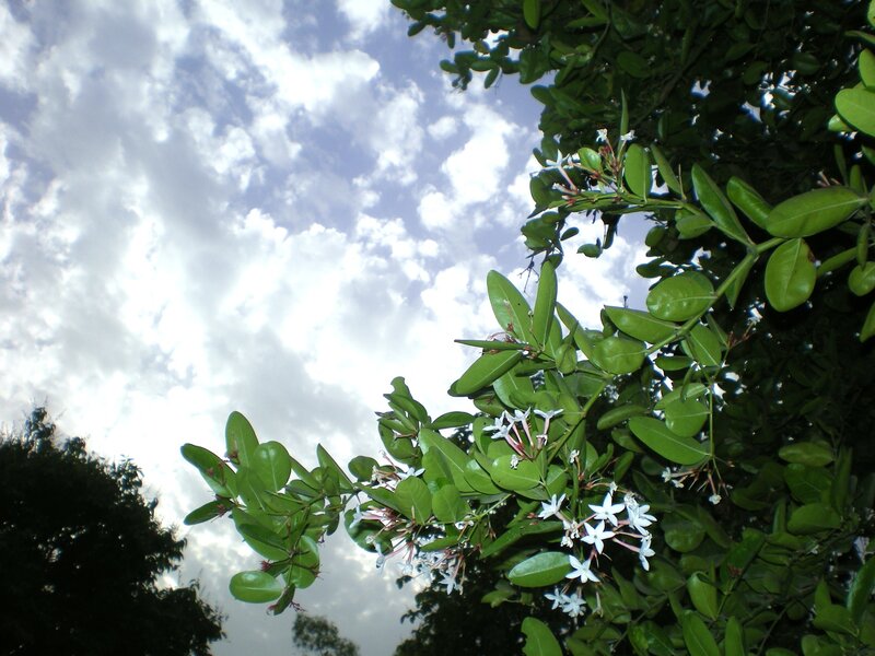 white flowers on green branches