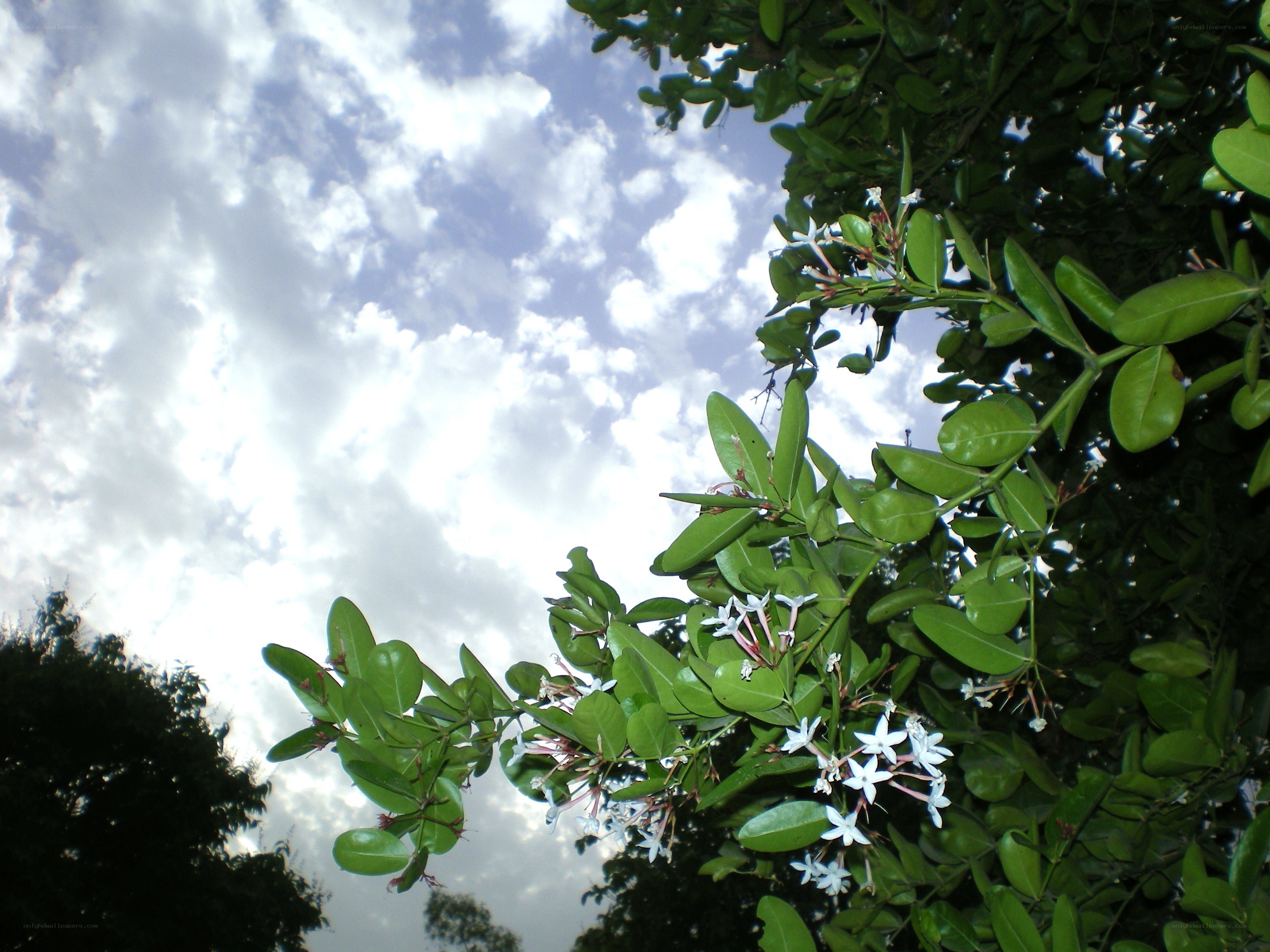 white flowers on green branches