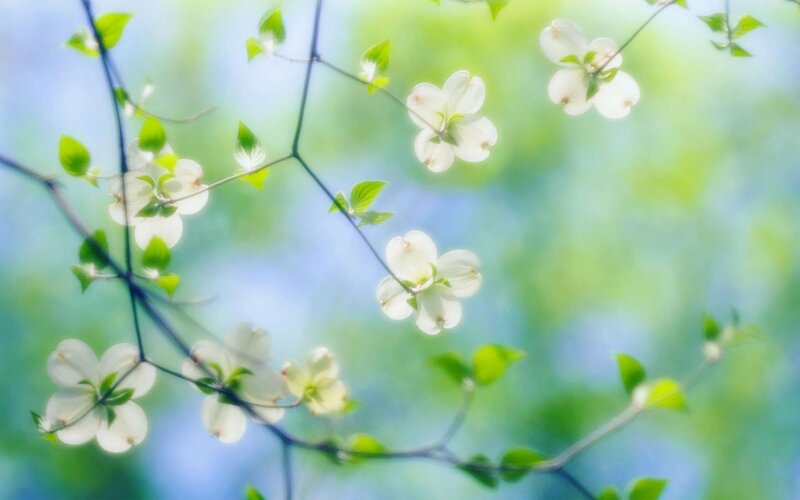 White flowers on green branches