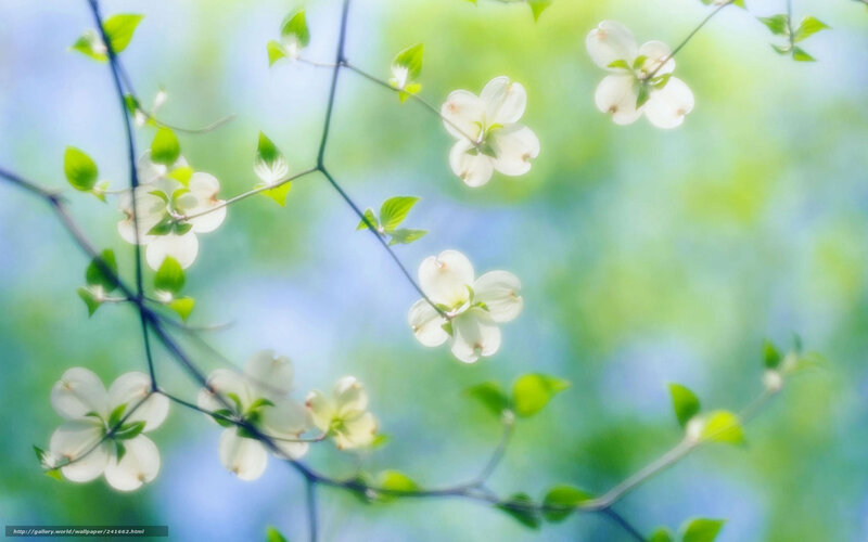White flowers on green branches
