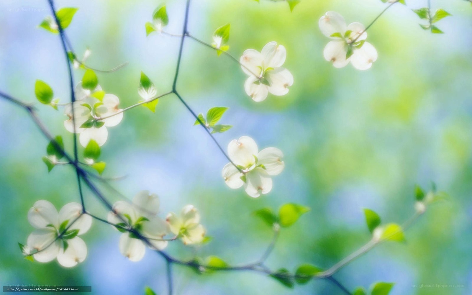 White flowers on green branches
