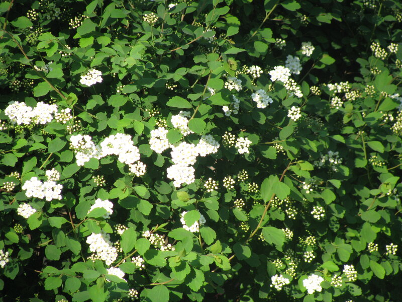 white flowers on green bush