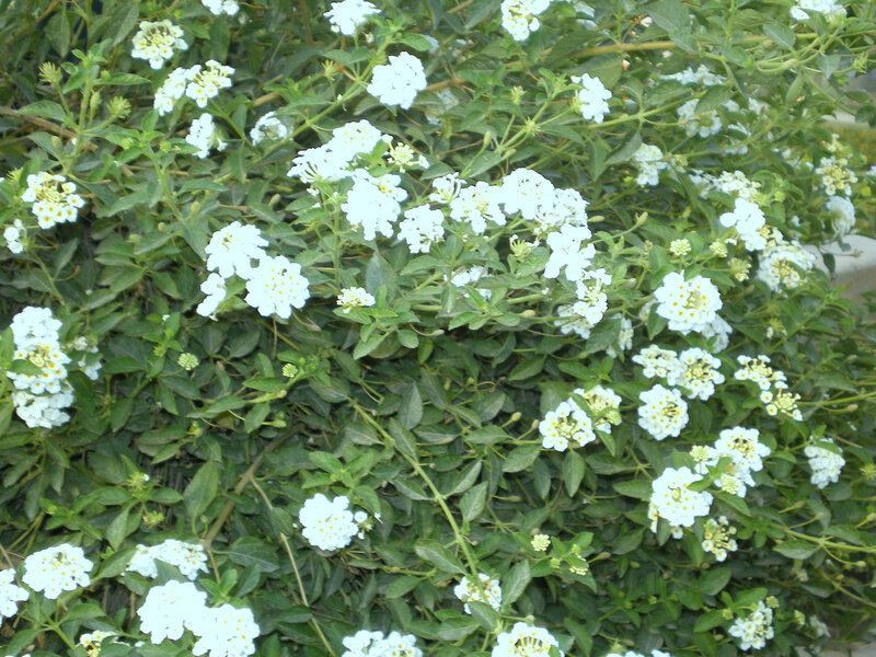 white flowers on green bush