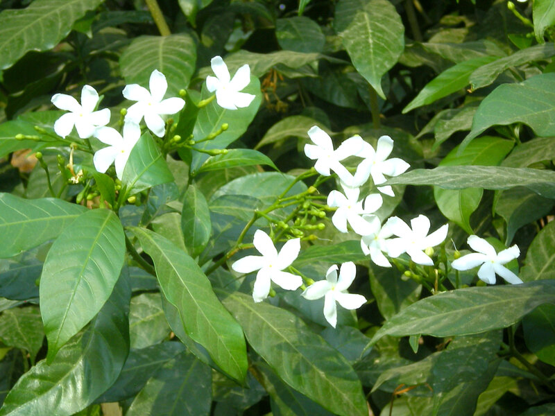 white flowers on green bush