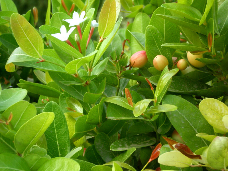 white flowers on green bush