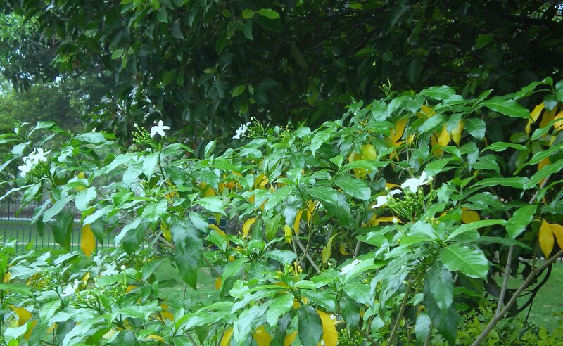 white flowers on green bush