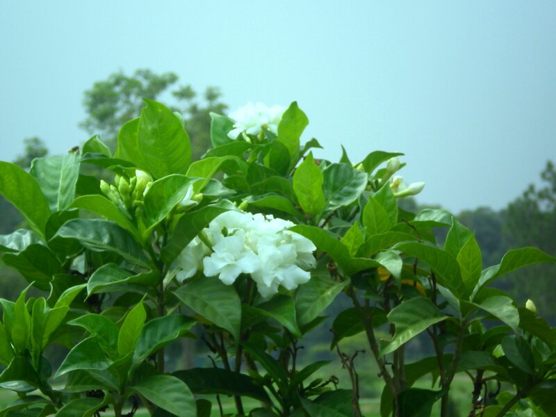 white flowers on green bush