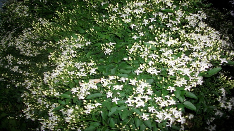white flowers on green bush