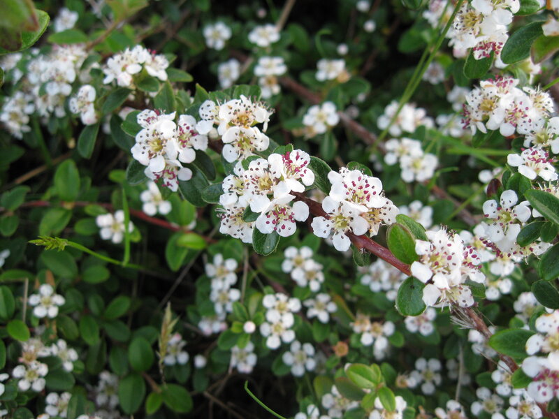 white flowers on green bush