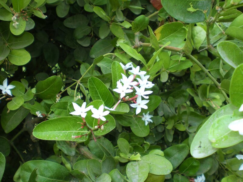 white flowers on green bush