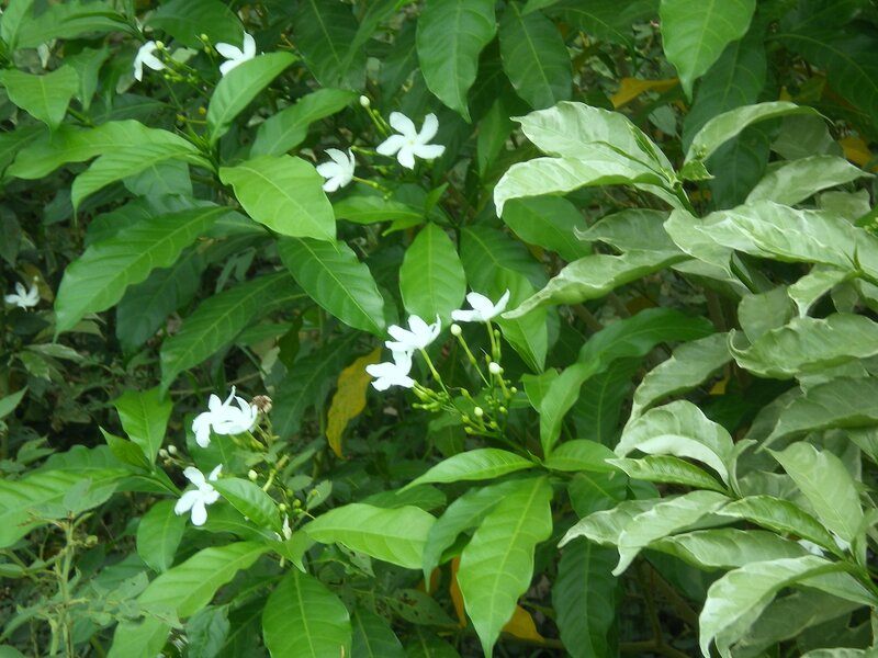White Flowers on Green Bush — Calm, Afternoon, Photograph