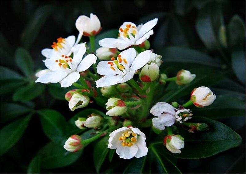 White Flowers on Green Bush — Calm, Photograph, Buds