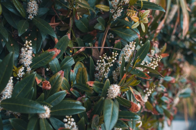 White Flowers on Green Bush — Calm, Spring, Photograph, Leaves