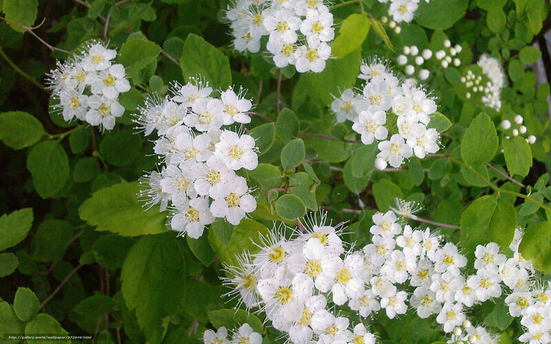 White Flowers on Green Bush — Calm, Spring, Photograph