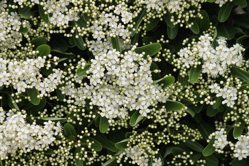 White Flowers on Green Bush — Calm