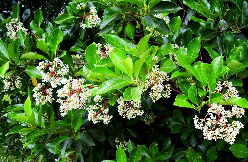 White Flowers on Green Bush — Natural, Spring