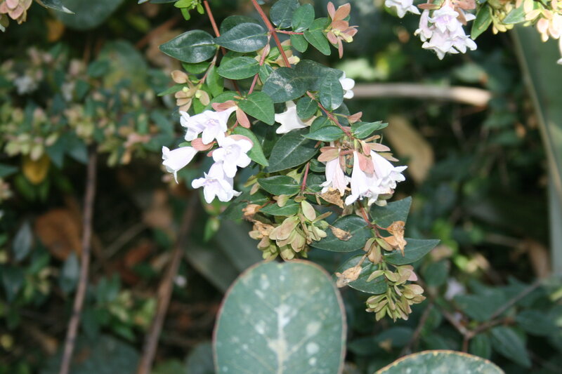 White Flowers on Green Bush — Natural