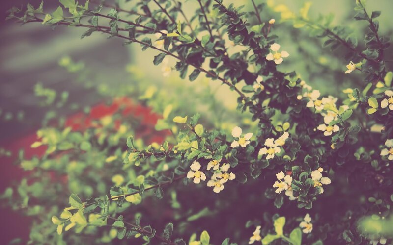 White Flowers on Green Bush — Serene
