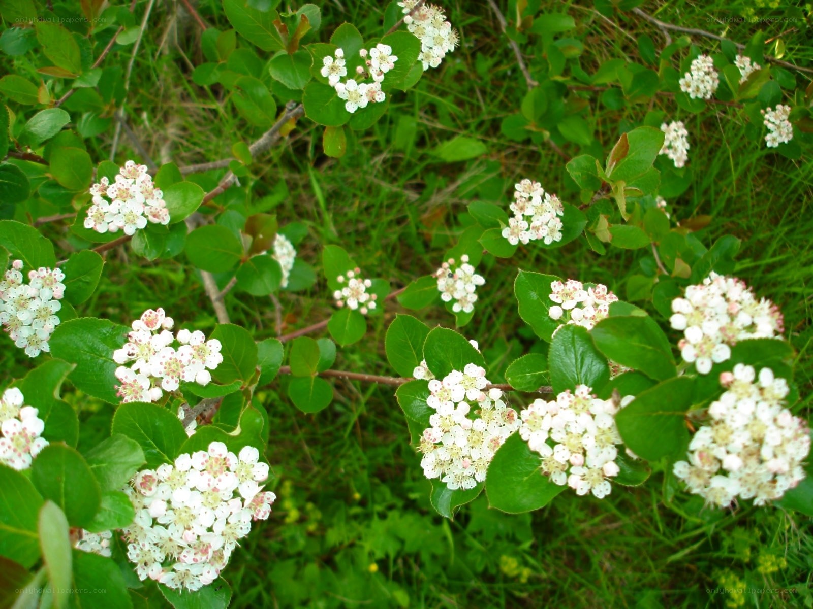 white flowers on green bush