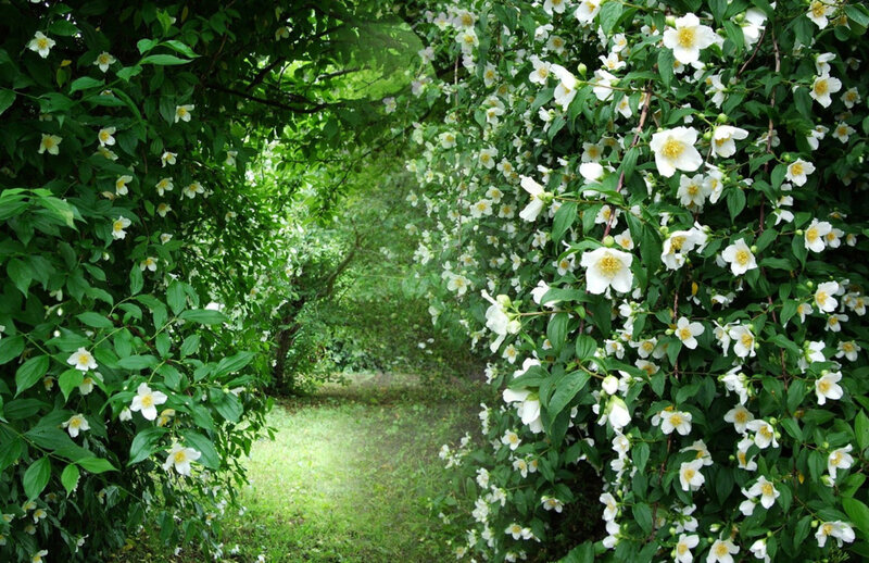 White Flowers on Green Bushes