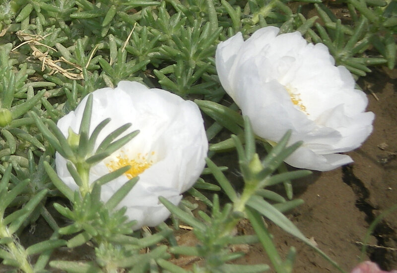 White flowers on green foliage