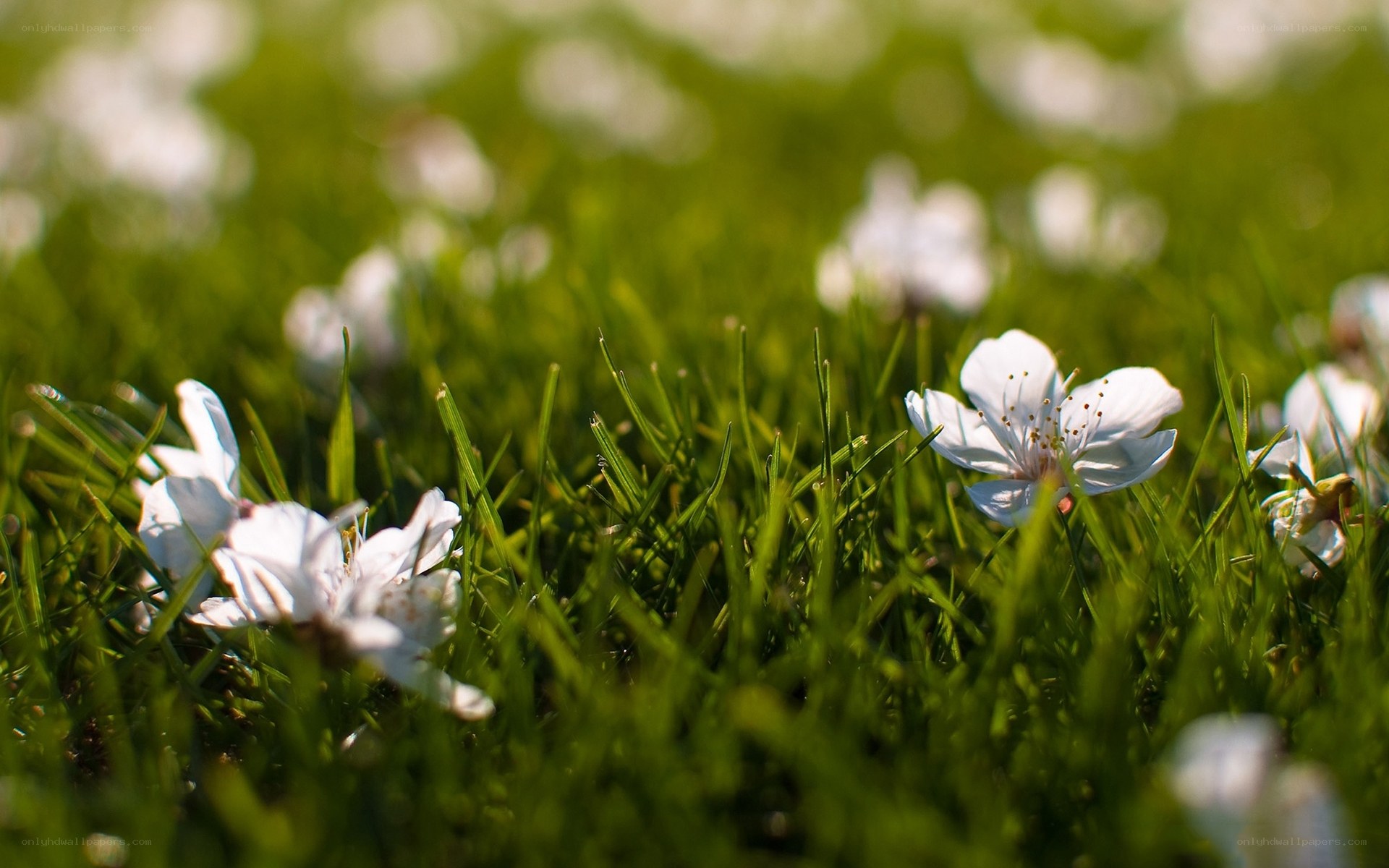 White flowers on green grass