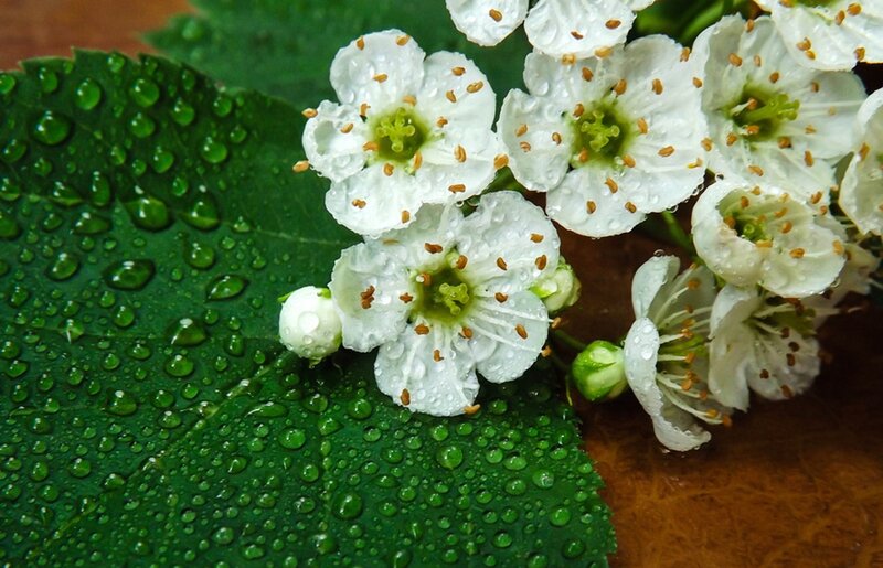 White Flowers on Green Leaf
