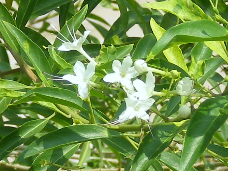 white flowers on green leaves