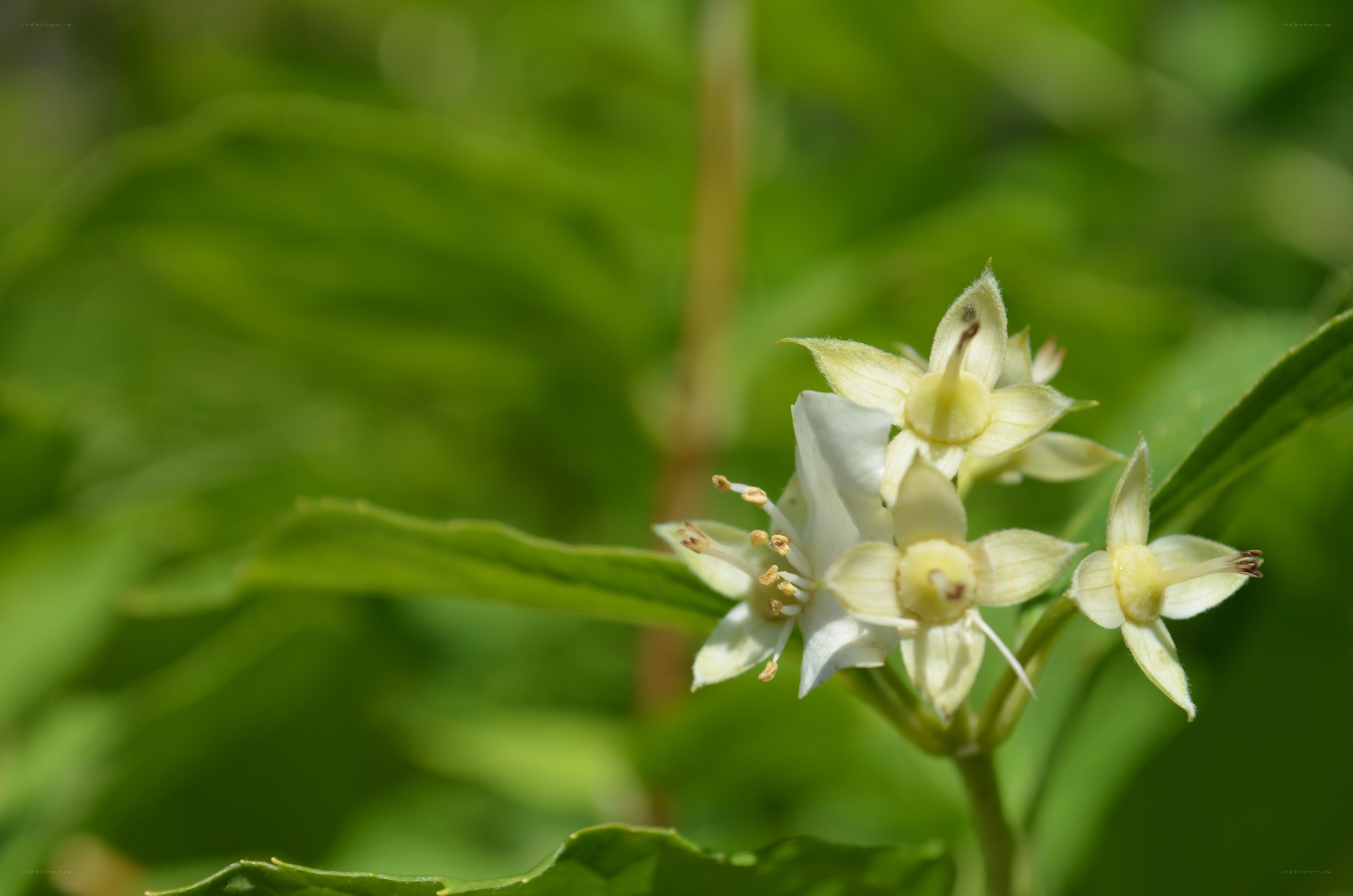 White flowers on green leaves