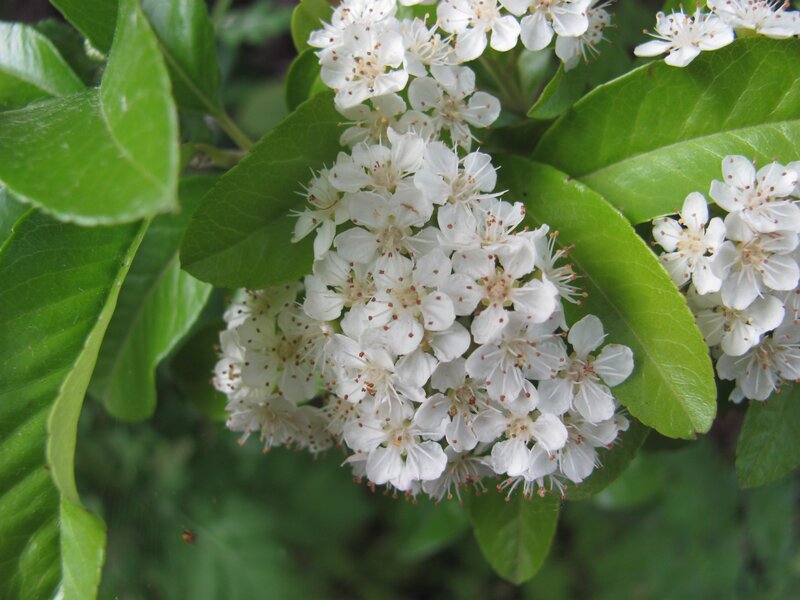 white flowers on green leaves