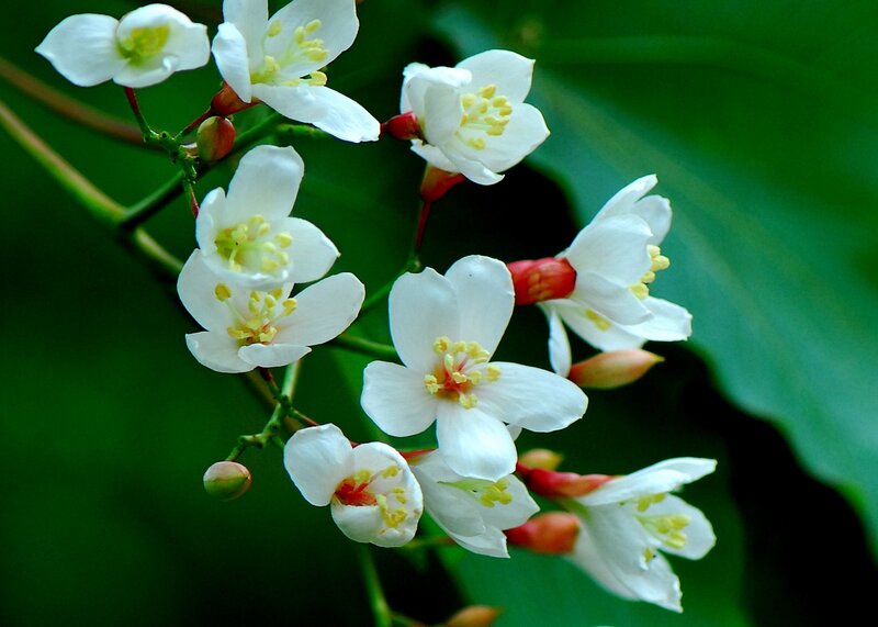 white flowers on green leaves