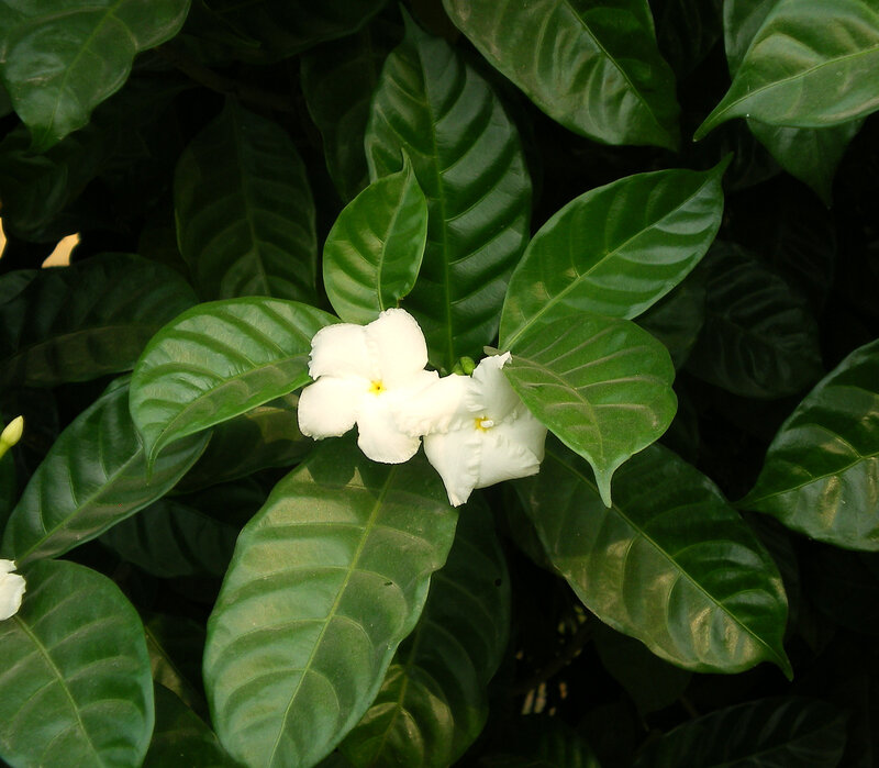 White Flowers on Green Leaves — Calm, Afternoon