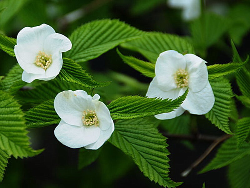 White Flowers on Green Leaves — Calm, Spring