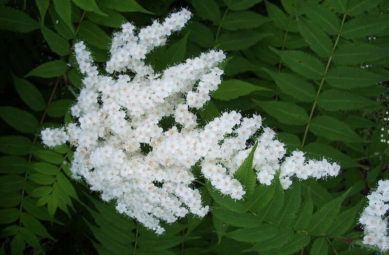 White Flowers on Green Leaves — Calm, Summer
