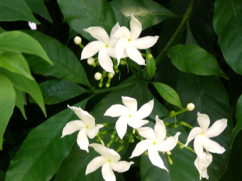 White Flowers on Green Leaves — Calm