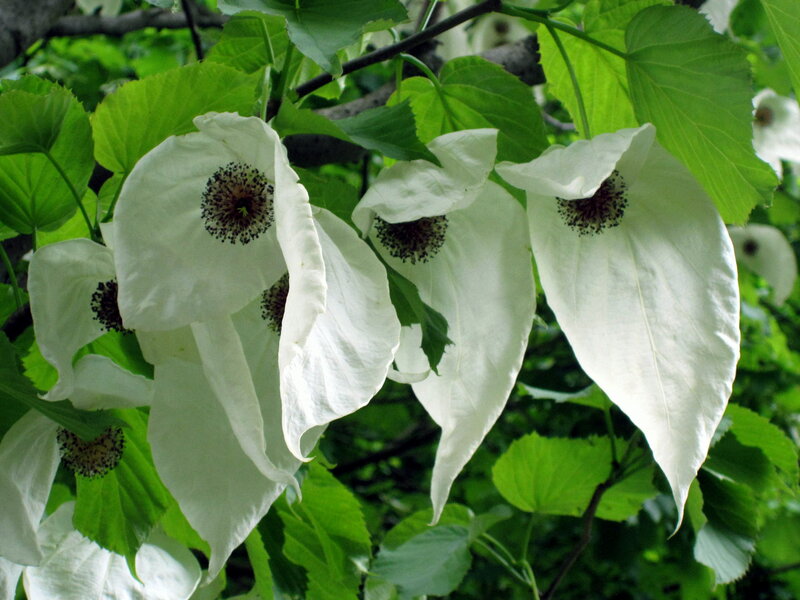 White Flowers on Green Leaves — Natural