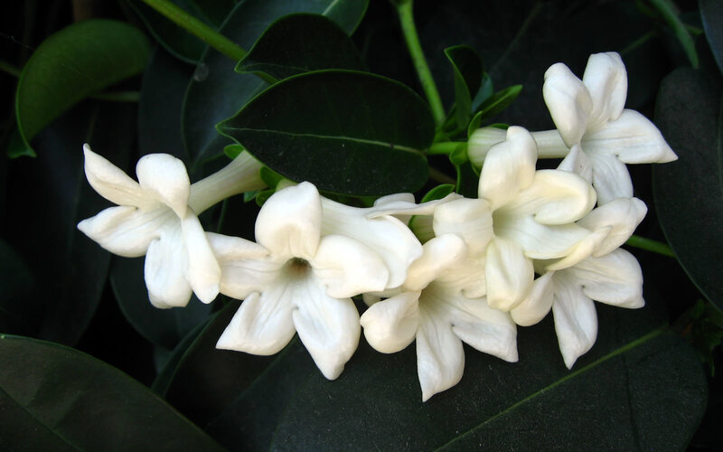 White Flowers on Green Leaves — Photograph