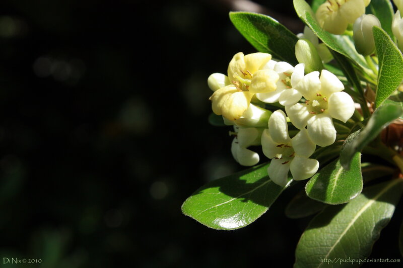 White Flowers on Green Leaves — Serene, Afternoon, Photograph, Sunlight