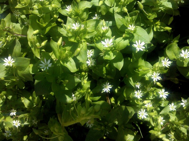 White Flowers on Green Leaves — Serene, Afternoon, Photograph