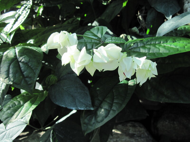 White Flowers on Green Leaves — Serene, Afternoon
