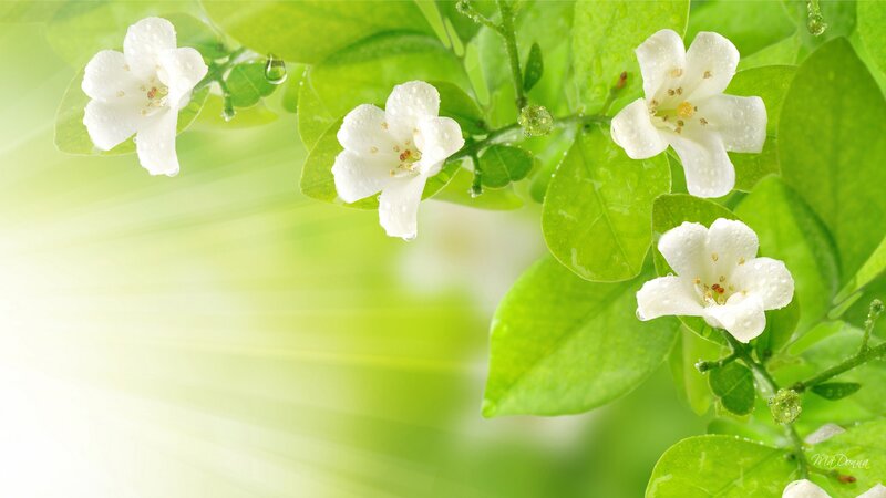 White Flowers on Green Leaves — Serene