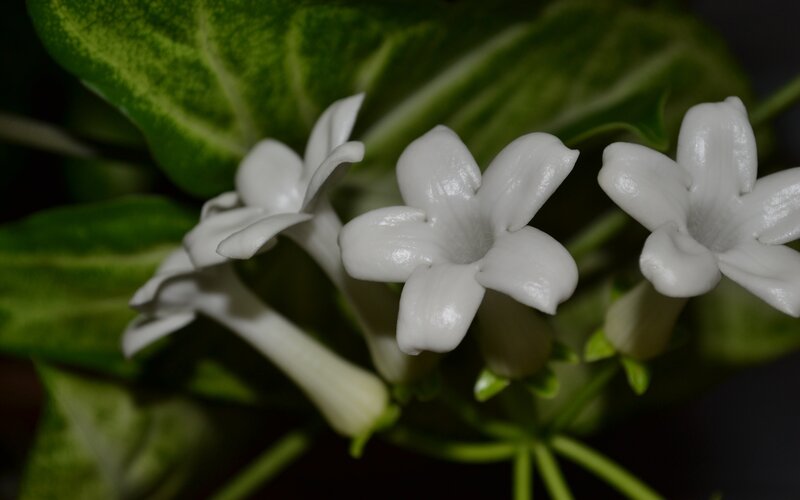 white flowers on green leaves