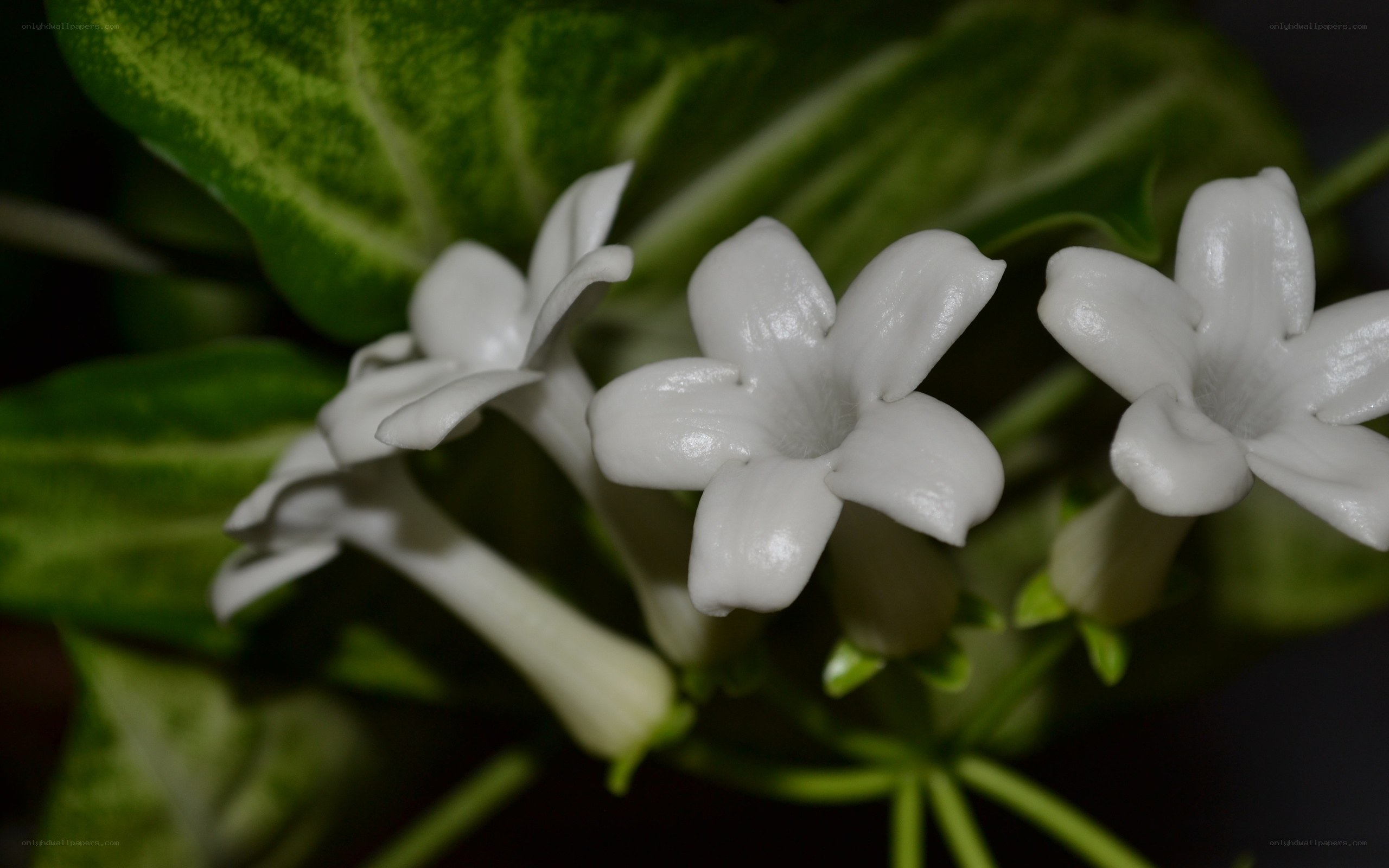 white flowers on green leaves
