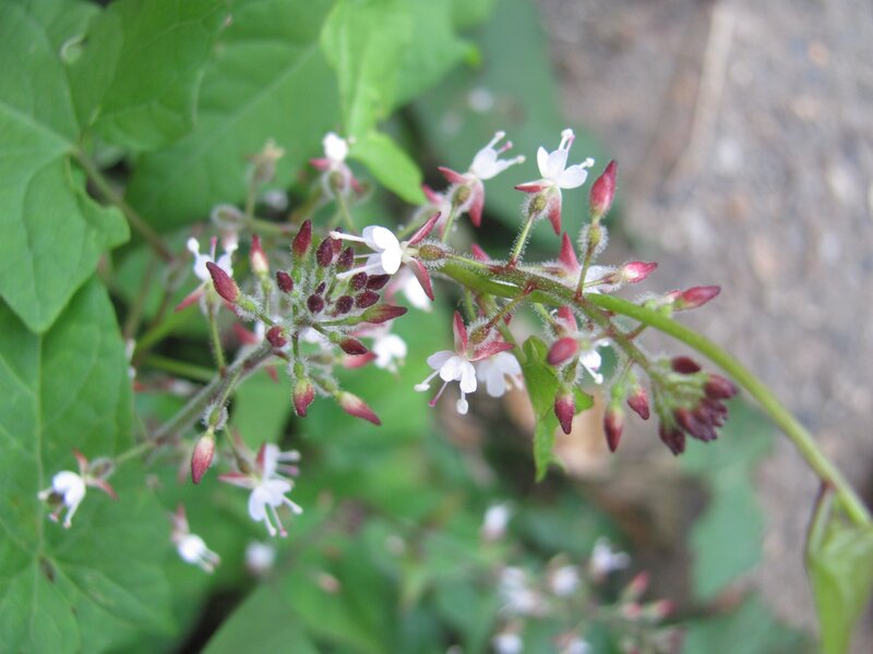 white flowers on green plant
